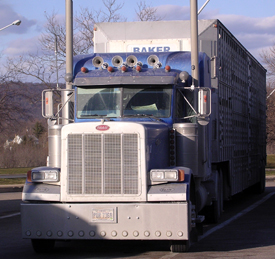 Horses on the bootom deck of a double deck trailer.