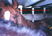 Horses inside double deck cattle trailer stopped by the NYSP. The owner was later convicted & fined $3000.00.