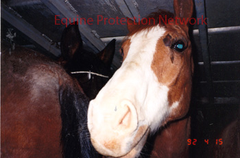 Horses on the bootom deck of a double deck trailer.